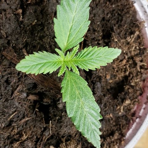 Muskoka Kush #2 Veronica  growlog timeline photo
