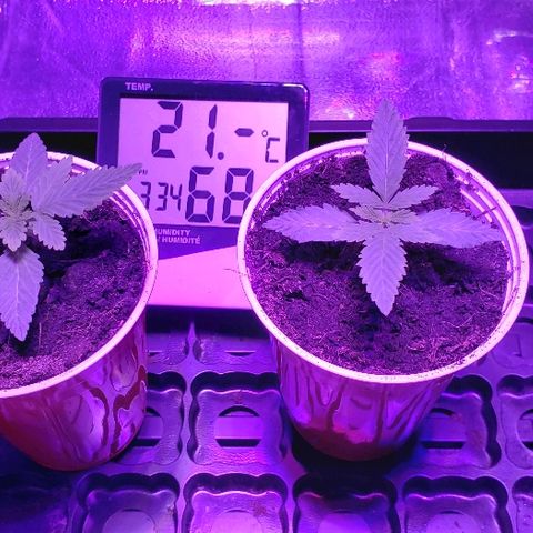 Muskoka Kush #2 Veronica  growlog timeline photo