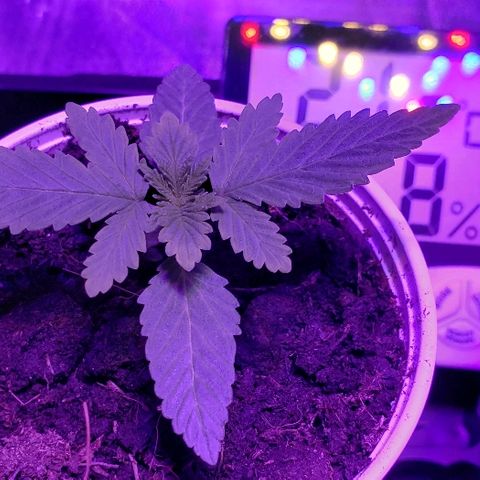 Muskoka Kush #1 Betty growlog timeline photo