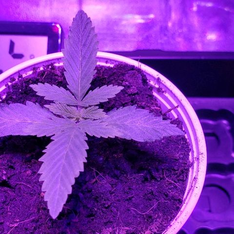 Muskoka Kush #2 Veronica  growlog timeline photo