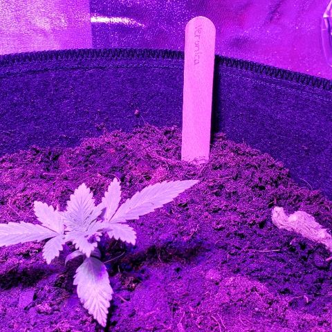 Muskoka Kush #2 Veronica  growlog timeline photo