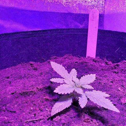 Muskoka Kush #1 Betty growlog timeline photo