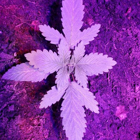 Muskoka Kush #1 Betty growlog timeline photo