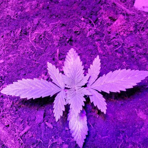 Muskoka Kush #2 Veronica  growlog timeline photo