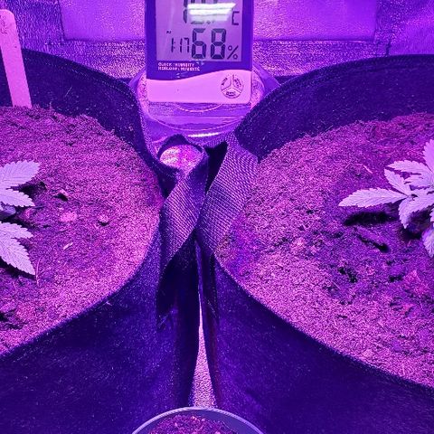 Muskoka Kush #2 Veronica  growlog timeline photo