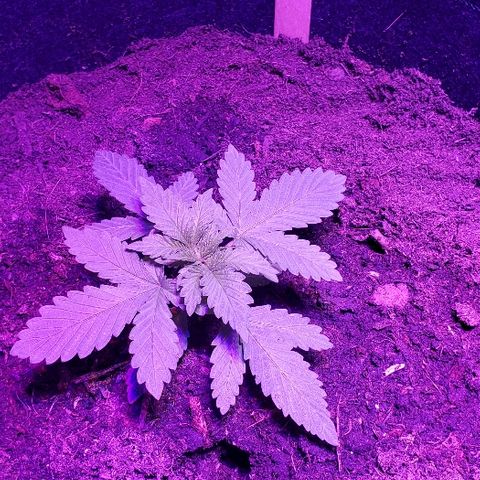 Muskoka Kush #1 Betty growlog timeline photo
