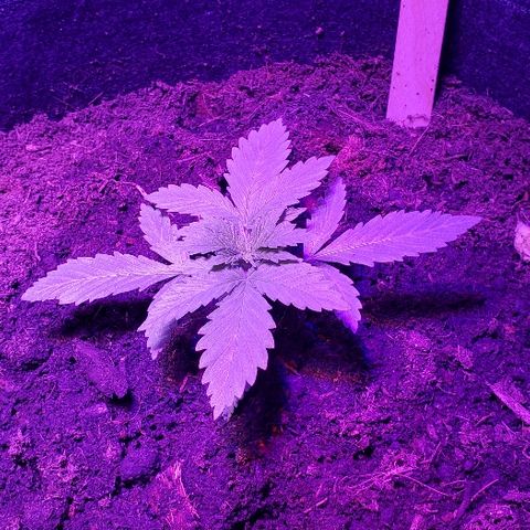 Muskoka Kush #2 Veronica  growlog timeline photo