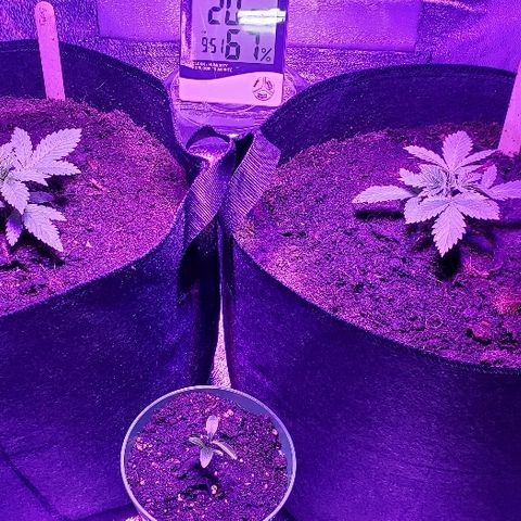 Muskoka Kush #2 Veronica  growlog timeline photo