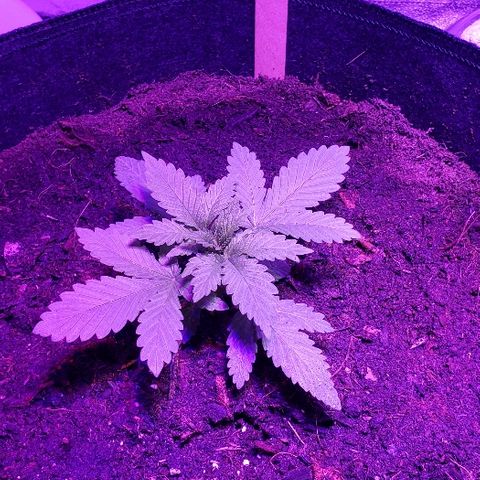 Muskoka Kush #1 Betty growlog timeline photo
