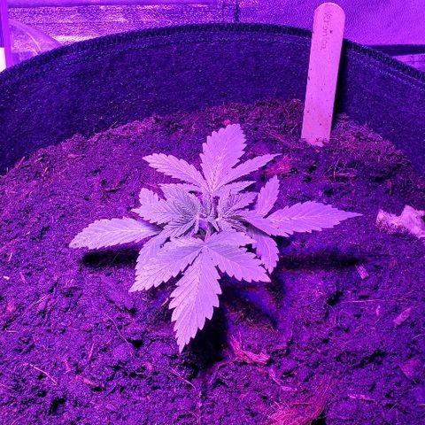 Muskoka Kush #2 Veronica  growlog timeline photo