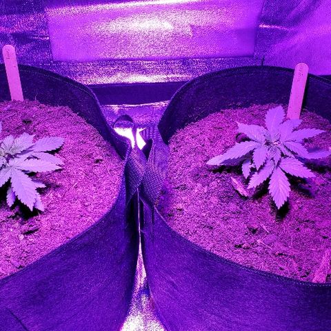 Muskoka Kush #2 Veronica  growlog timeline photo