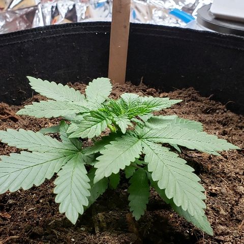 Muskoka Kush #1 Betty growlog timeline photo
