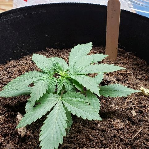 Muskoka Kush #2 Veronica  growlog timeline photo