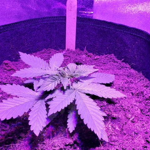 Muskoka Kush #1 Betty growlog timeline photo