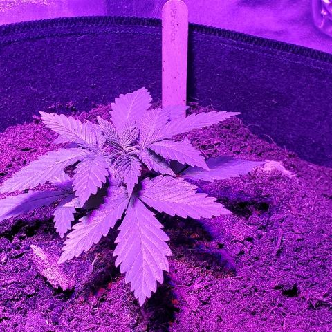 Muskoka Kush #2 Veronica  growlog timeline photo