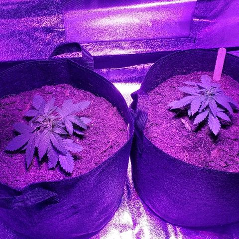 Muskoka Kush #2 Veronica  growlog timeline photo