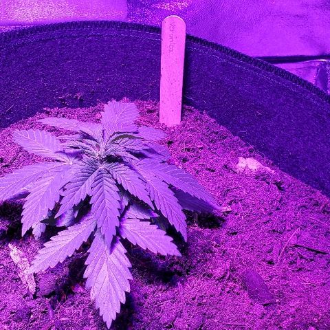 Muskoka Kush #2 Veronica  growlog timeline photo