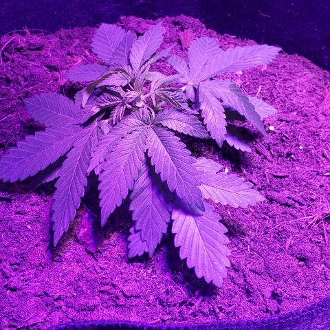 Muskoka Kush #1 Betty growlog timeline photo