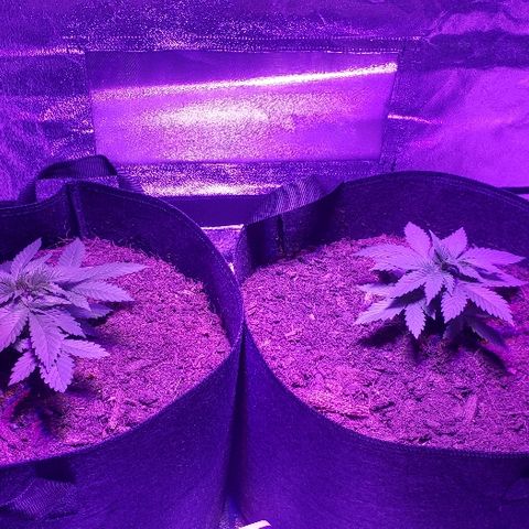 Muskoka Kush #2 Veronica  growlog timeline photo