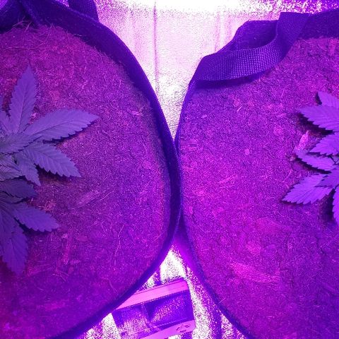 Muskoka Kush #2 Veronica  growlog timeline photo