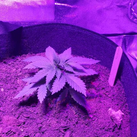 Muskoka Kush #2 Veronica  growlog timeline photo