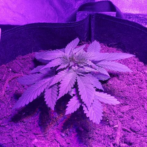 Muskoka Kush #1 Betty growlog timeline photo