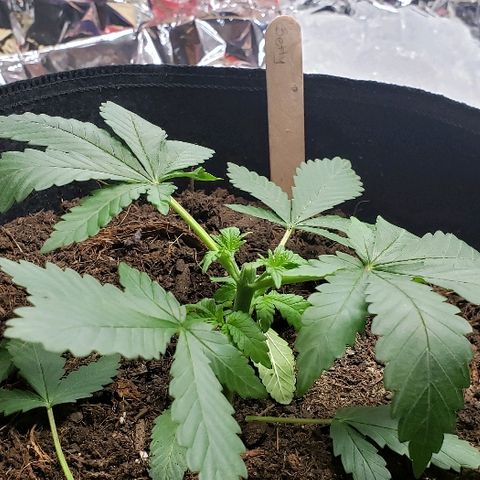 Muskoka Kush #2 Veronica  growlog timeline photo