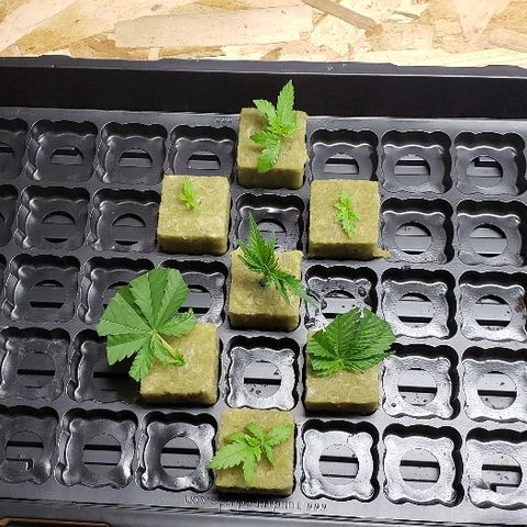 Muskoka Kush #2 Veronica  growlog timeline photo