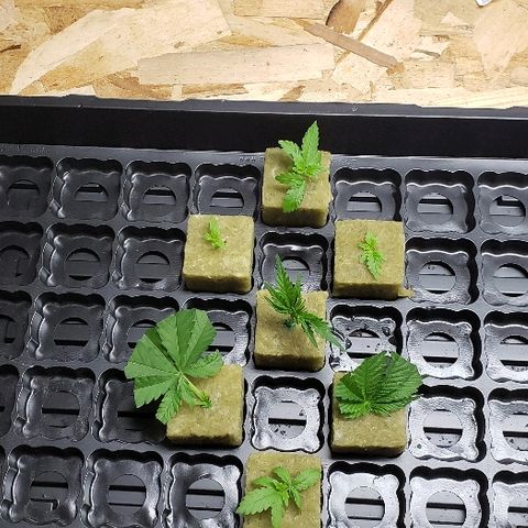 Muskoka Kush #2 Veronica  growlog timeline photo