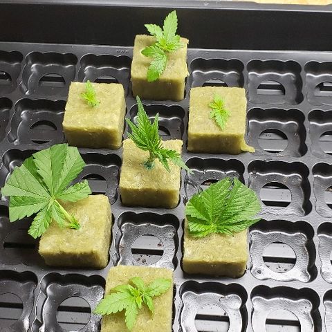 Muskoka Kush #2 Veronica  growlog timeline photo