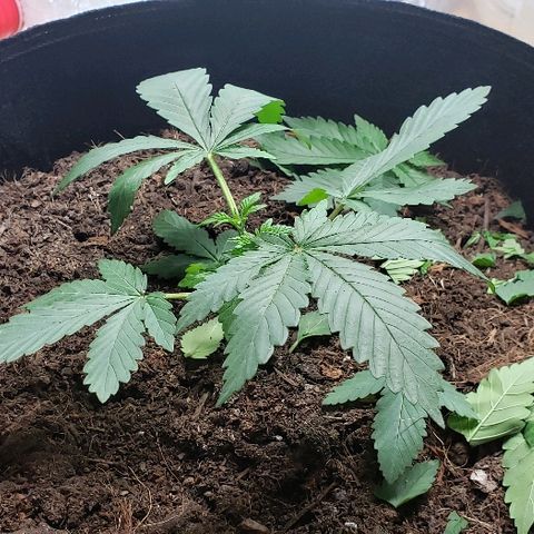 Muskoka Kush #2 Veronica  growlog timeline photo