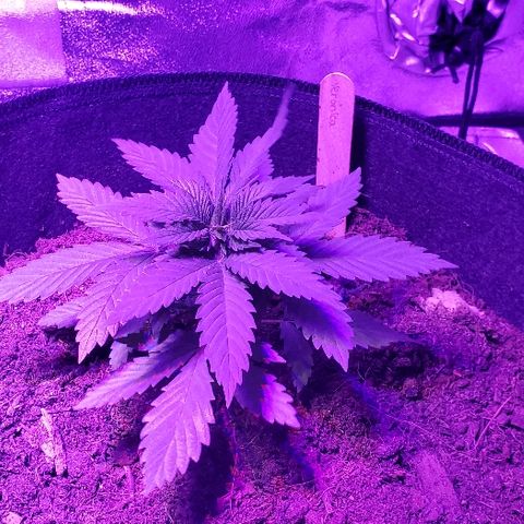 Muskoka Kush #2 Veronica  growlog timeline photo