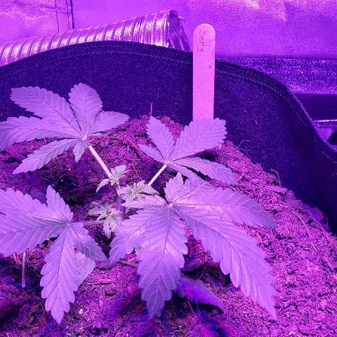 Muskoka Kush #1 Betty growlog timeline photo