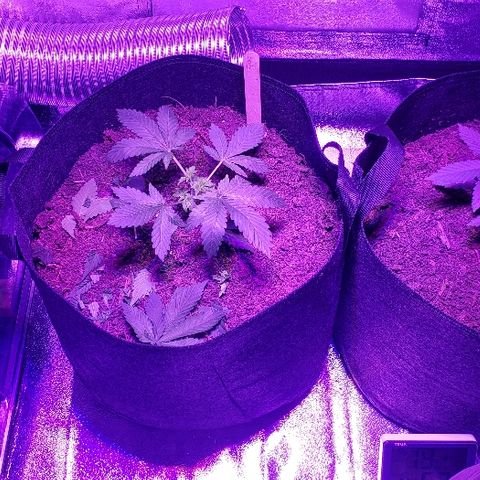 Muskoka Kush #2 Veronica  growlog timeline photo