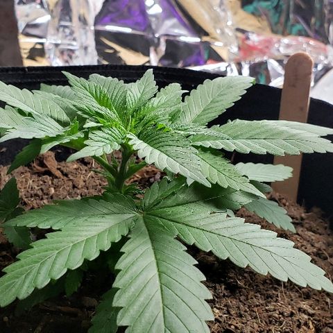 Muskoka Kush #1 Betty growlog timeline photo