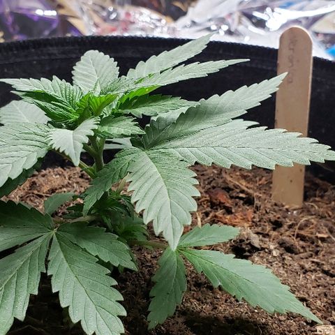 Muskoka Kush #2 Veronica  growlog timeline photo