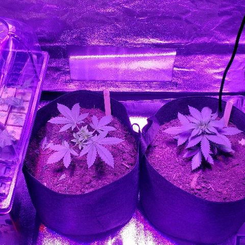 Muskoka Kush #2 Veronica  growlog timeline photo