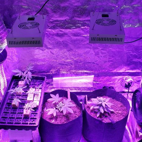 Muskoka Kush #2 Veronica  growlog timeline photo