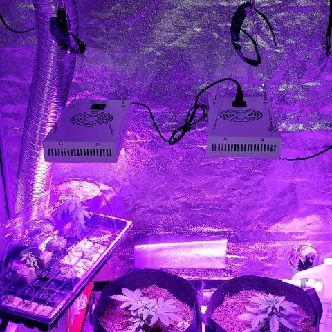 Muskoka Kush #2 Veronica  growlog timeline photo