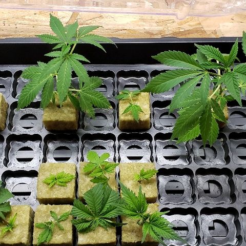 Muskoka Kush #2 Veronica  growlog photo: Clones still alive 