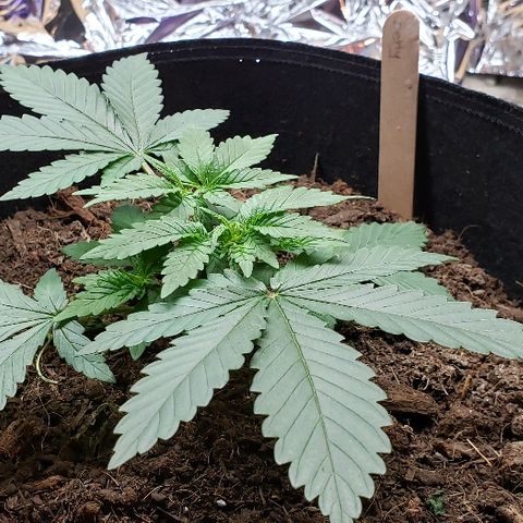 Muskoka Kush #1 Betty growlog timeline photo