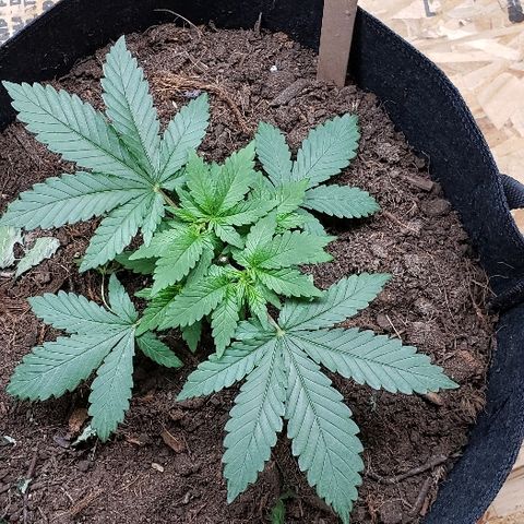 Muskoka Kush #1 Betty growlog timeline photo