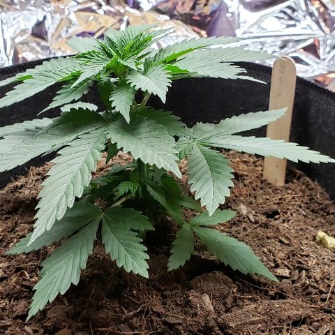 Muskoka Kush #2 Veronica  growlog timeline photo