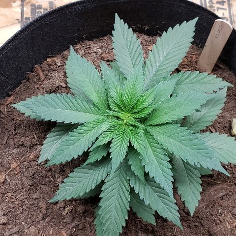 Muskoka Kush #2 Veronica  growlog timeline photo