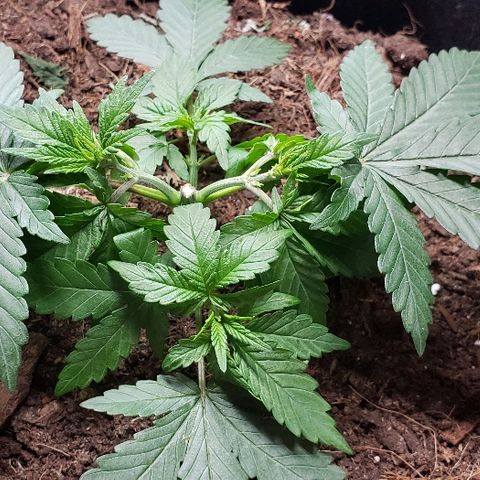 Muskoka Kush #1 Betty growlog timeline photo