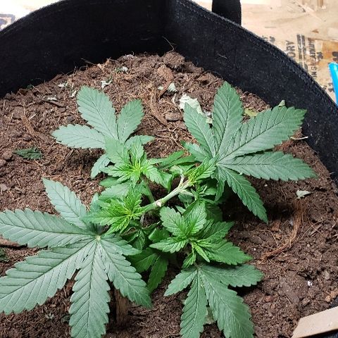 Muskoka Kush #1 Betty growlog timeline photo