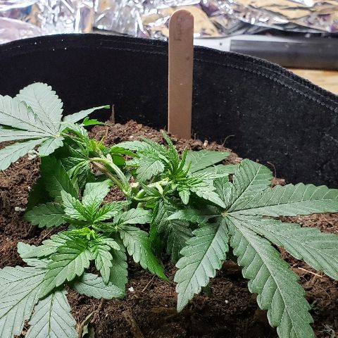 Muskoka Kush #1 Betty growlog timeline photo