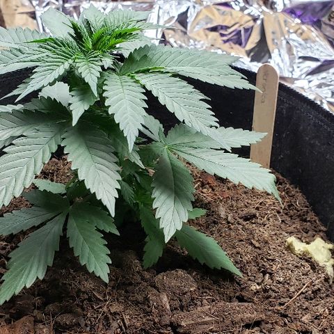 Muskoka Kush #2 Veronica  growlog timeline photo