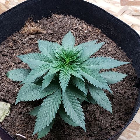 Muskoka Kush #2 Veronica  growlog timeline photo
