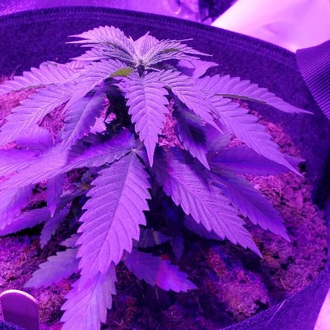 Muskoka Kush #2 Veronica  growlog timeline photo